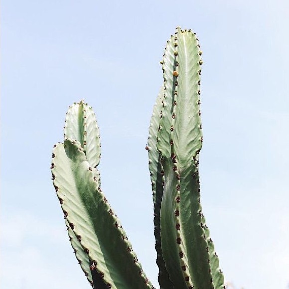 cactibabe